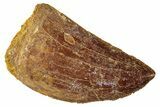 Serrated, Carcharodontosaurus Tooth - Real Dinosaur Tooth #267762-1